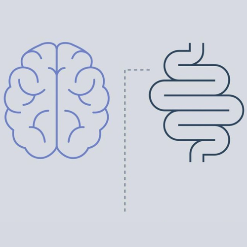 The Gut-Brain Axis: How Your Digestive System Talks to Your Mind