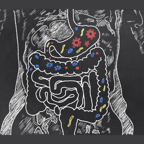 Leaky gut: What is it, and what does it mean for you?